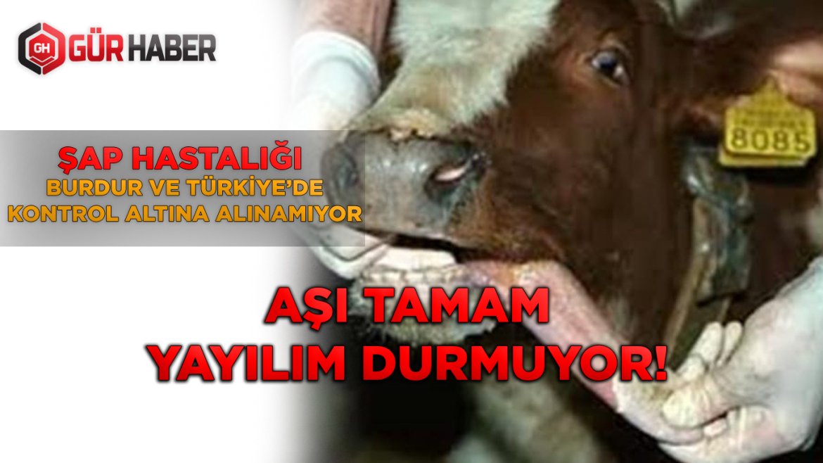 ŞAP HASTALIĞI BURDUR VE TÜRKİYE'DE KONTROL ALTINA ALINAMIYOR!