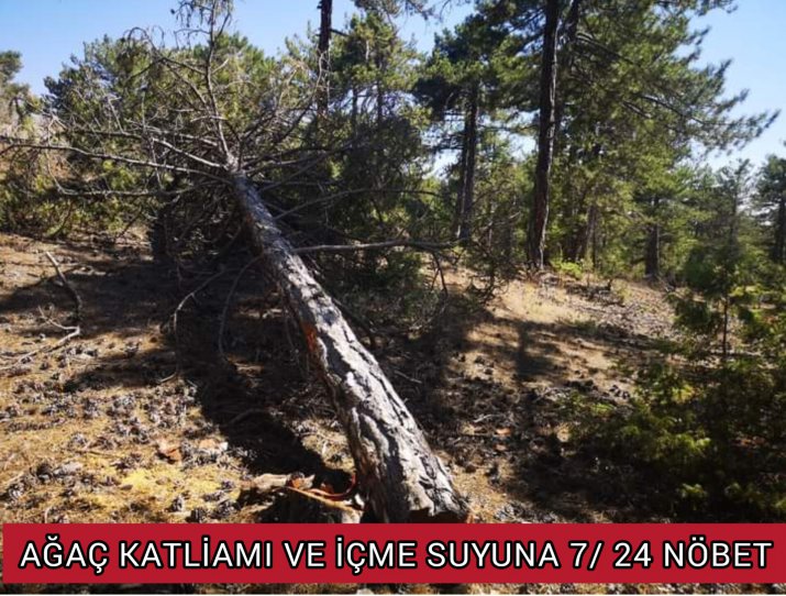 AĞAÇ KATLİAMI VE İÇME SUYUNA 7/24 NÖBET