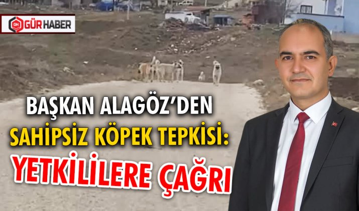 BAŞKAN ALAGÖZ’DEN SAHİPSİZ KÖPEK TEPKİSİ: YETKİLİLERE ÇAĞRI