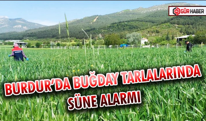 BURDUR’DA BUĞDAY TARLALARINDA SÜNE ALARMI