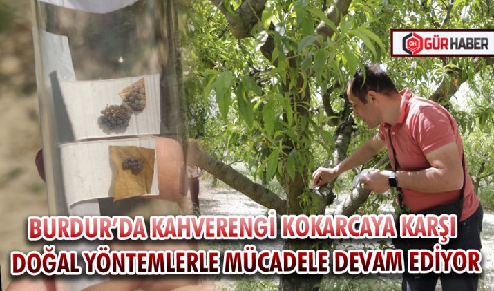 BURDUR’DA KAHVERENGİ KOKARCAYA KARŞI DOĞAL YÖNTEMLERLE MÜCADELE DEVAM EDİYOR