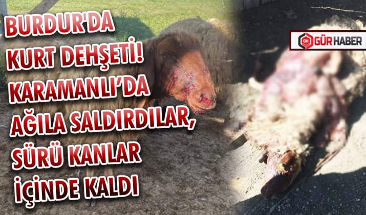 BURDUR'DA KURT DEHŞETİ! KARAMANLI’DA AĞILA SALDIRDILAR, SÜRÜ KANLAR İÇİNDE KALDI
