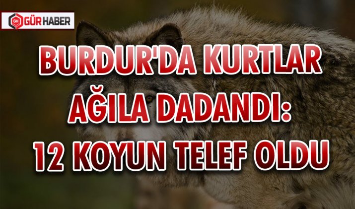 BURDUR'DA KURTLAR AĞILA DADANDI: 12 KOYUN TELEF OLDU