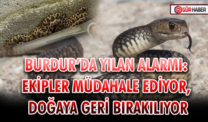 BURDUR’DA YILAN ALARMI: EKİPLER MÜDAHALE EDİYOR, DOĞAYA GERİ BIRAKILIYOR
