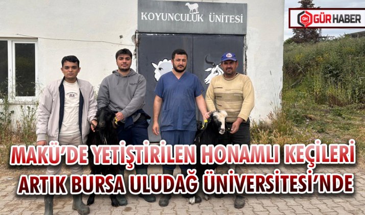 MAKÜ’DE YETİŞTİRİLEN HONAMLI KEÇİLERİ ARTIK BURSA ULUDAĞ ÜNİVERSİTESİ’NDE