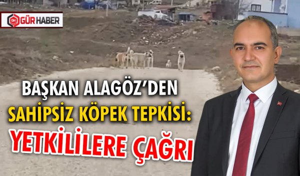 BAŞKAN ALAGÖZ’DEN SAHİPSİZ KÖPEK TEPKİSİ: YETKİLİLERE ÇAĞRI
