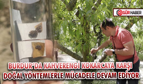 BURDUR’DA KAHVERENGİ KOKARCAYA KARŞI DOĞAL YÖNTEMLERLE MÜCADELE DEVAM EDİYOR