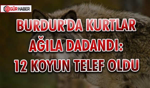 BURDUR'DA KURTLAR AĞILA DADANDI: 12 KOYUN TELEF OLDU