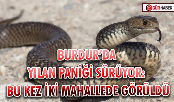 BURDUR’DA YILAN PANİĞİ SÜRÜYOR: BU KEZ İKİ MAHALLEDE GÖRÜLDÜ