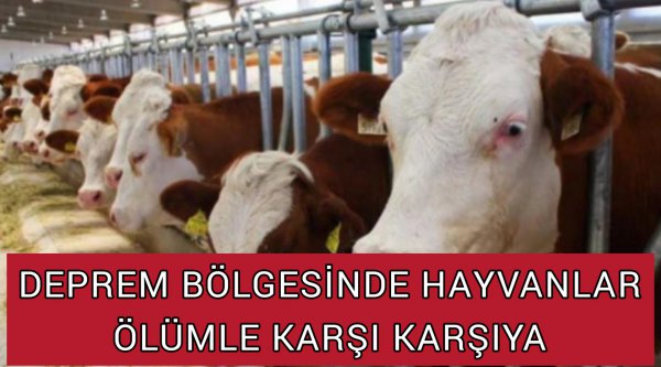 DEPREM BÖLGESİNDE HAYVANLAR TELEF OLUYOR
