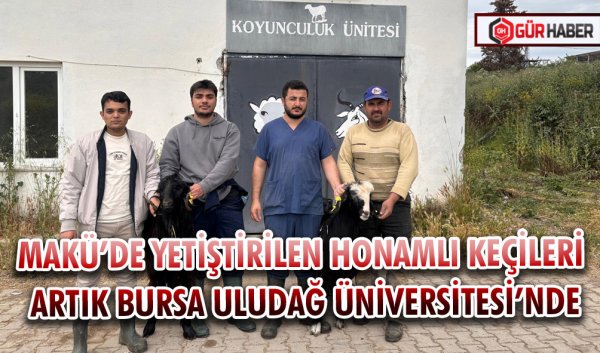 MAKÜ’DE YETİŞTİRİLEN HONAMLI KEÇİLERİ ARTIK BURSA ULUDAĞ ÜNİVERSİTESİ’NDE