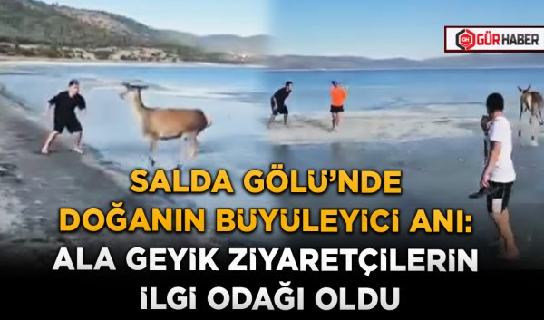 SALDA GÖLÜ'NDE DOĞANIN BÜYÜLEYİCİ ANI: ALA GEYİK ZİYARETÇİLERİN İLGİ ODAĞI OLDU