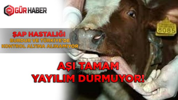 ŞAP HASTALIĞI BURDUR VE TÜRKİYE'DE KONTROL ALTINA ALINAMIYOR!