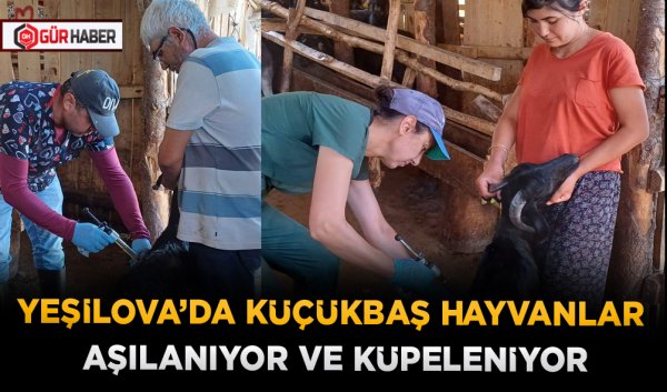 YEŞİLOVA’DA KÜÇÜKBAŞ HAYVANLAR AŞILANIYOR VE KÜPELENİYOR